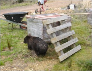 Wombat attack border