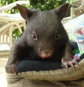 Wombat play websize