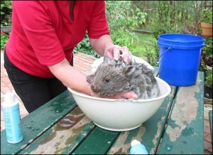 Bathing after ringworm