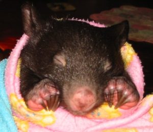 cute wombats 674