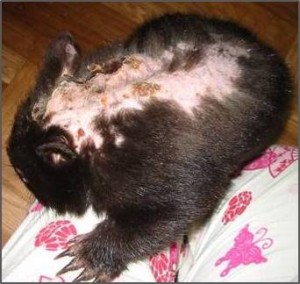 wombat attack a border websize