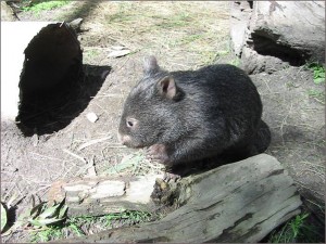 wombat enclosure websize