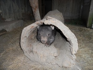 wombat in log websize
