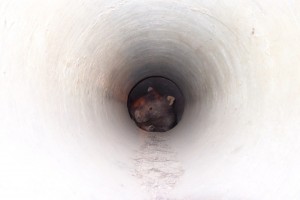 wombat in pipe b websize