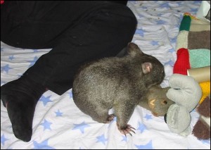 wombat playtime