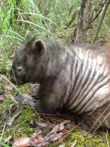 wombat with mange websize